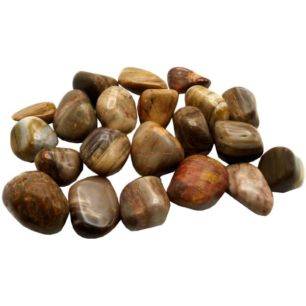 Versteinertes Holz - Gerollter Stein