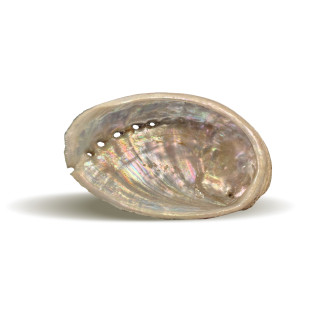 Coquille d\'ormeau - Portes encens