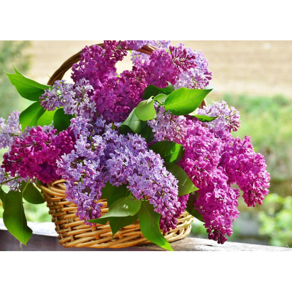 Encens bâtons Hem lilas 20 gr -  Hem