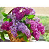 Encens bâtons Hem lilas 20 gr