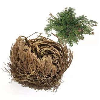 Rose de Jericho