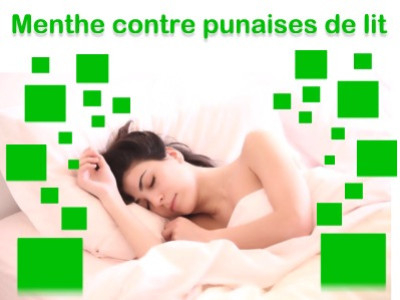 L'huile essentielle de menthe poivrée contre les punaises de lit